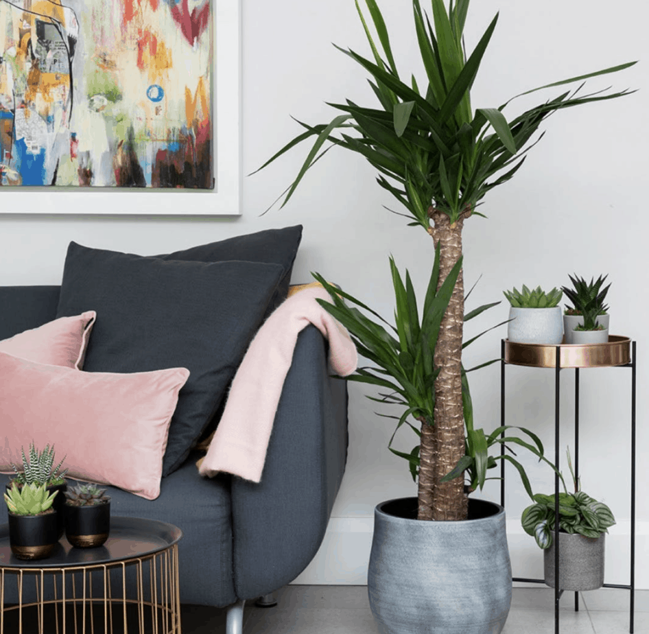 add plants to your decor